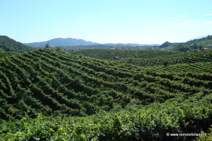 colline-vigneto-follador