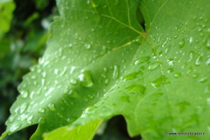 foglia-di-vite-follador