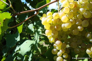 grappolo-uva-prosecco-follador