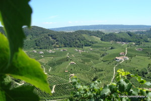 paesaggio-vigneto-follador