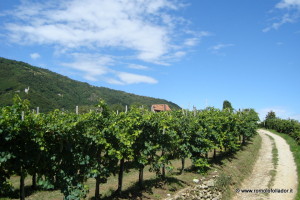 strada-vigneto-follador
