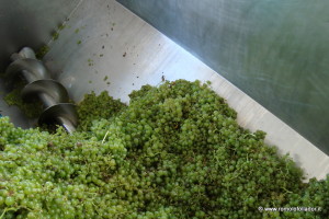 torchiatura-uva-follador