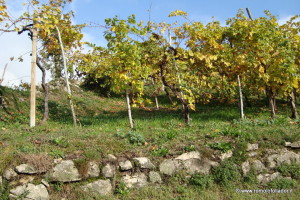 tralice-vigneto-muretto-follador