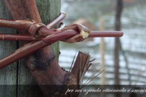 sinonimo_di_tradizione