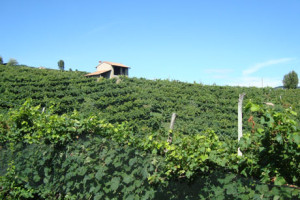 Vigneti-(Coste-Piane-1)