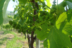 Vigneti-(Coste-Piane-2)