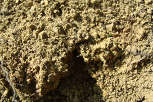 Vigneti-(Coste-Piane-3)