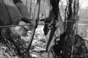 Romolo Follador: Tradizione, passione per l’arte Vitivinicola a Valdobbiadene