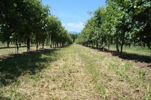 Vigneti-Peschiere-1